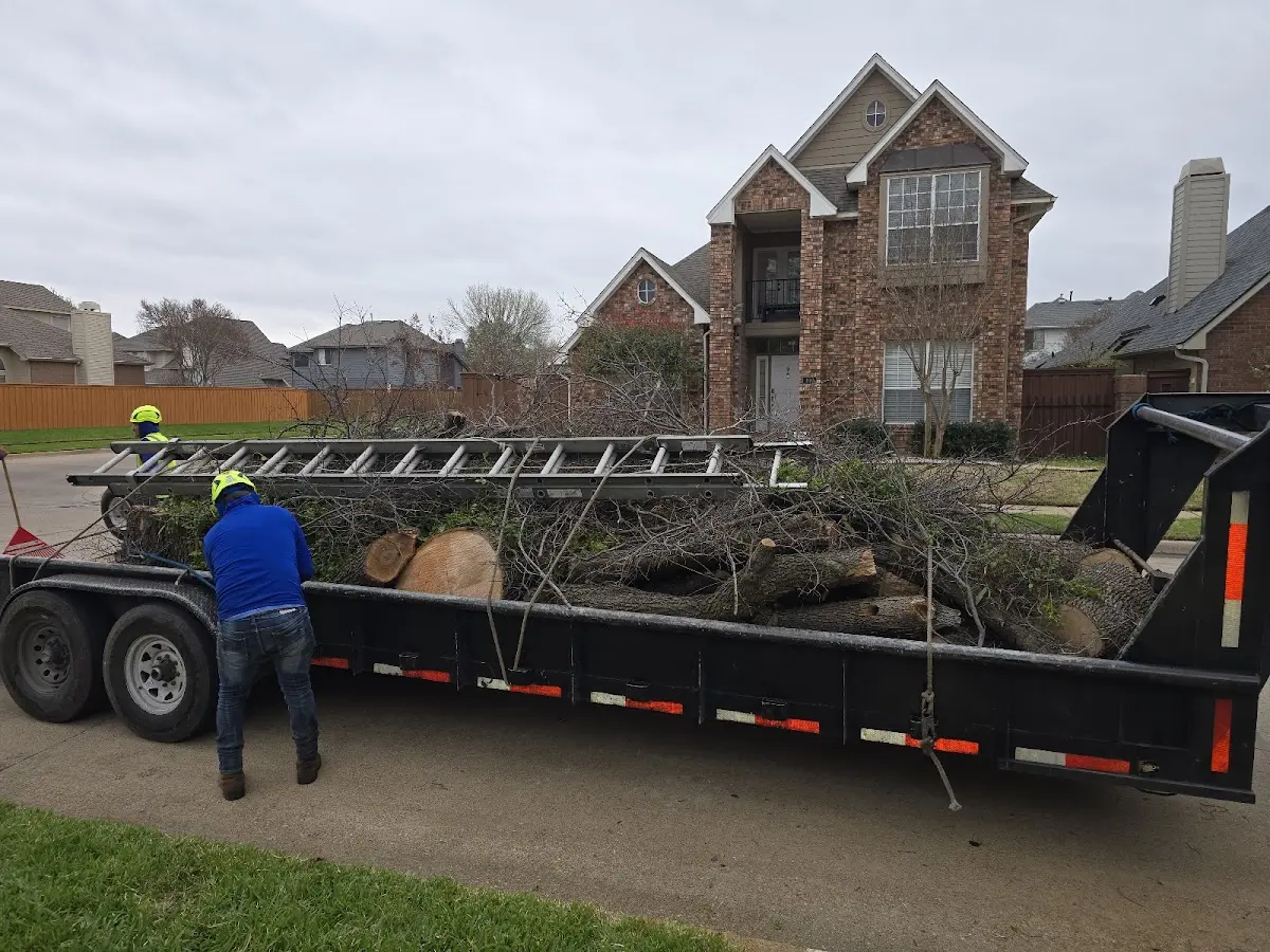 Expert Tree Removal with proper safety equipment in Beverly